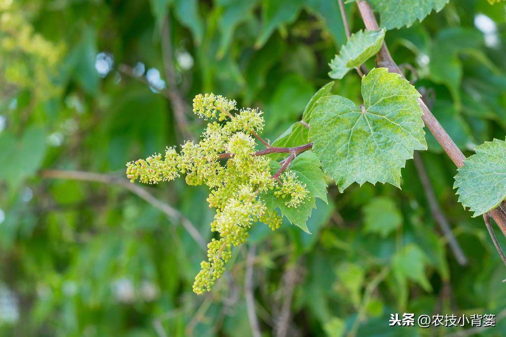 栽植葡萄技术与管理_萄葡的种植技术与管理_葡萄种植技术规程