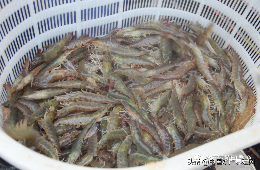 对虾鳜鱼黄鳝一路飘红！黑鱼鲈鱼鮰鱼牛蛙微涨，黄骨草鱼鲫鱼稳定