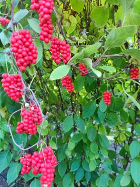 致富种植果菜园视频_果园种植基地_菜园种植致富果