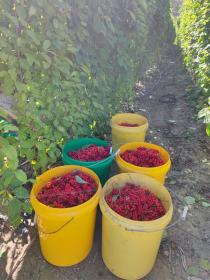 果园种植基地_菜园种植致富果_致富种植果菜园视频