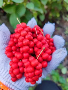 菜园种植致富果_果园种植基地_致富种植果菜园视频