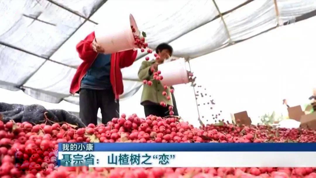 山东农村养殖什么最赚钱_山东农村养殖扶贫项目_山东农村养殖致富