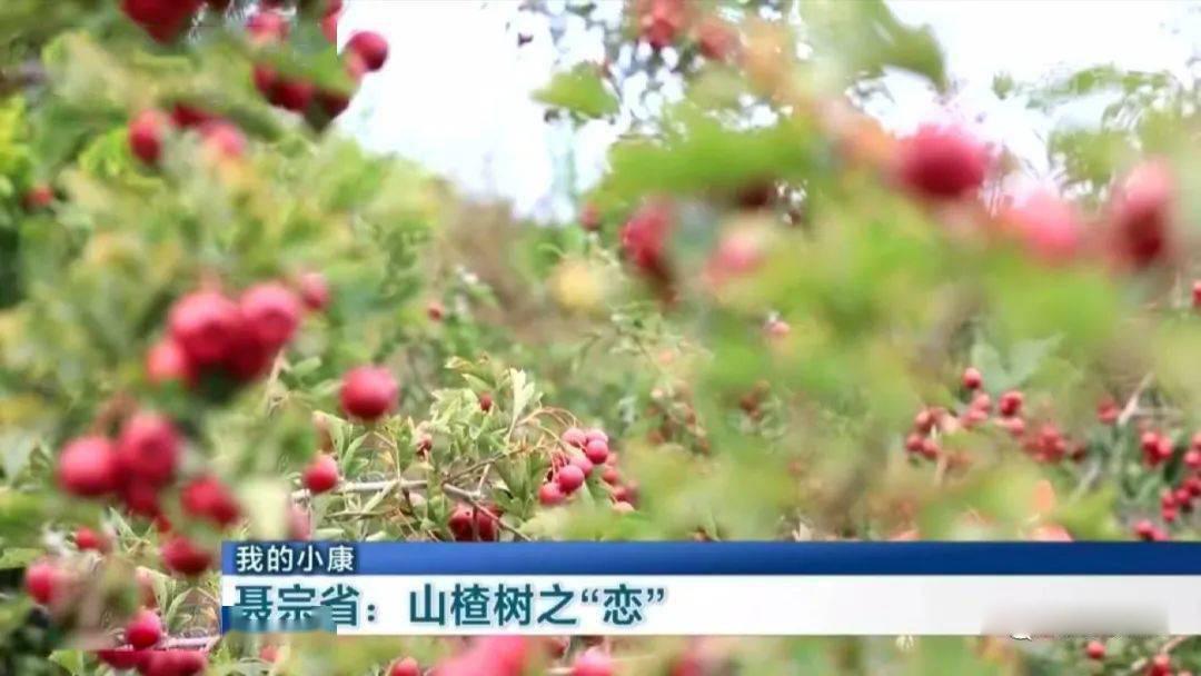 山东农村养殖扶贫项目_山东农村养殖致富_山东农村养殖什么最赚钱