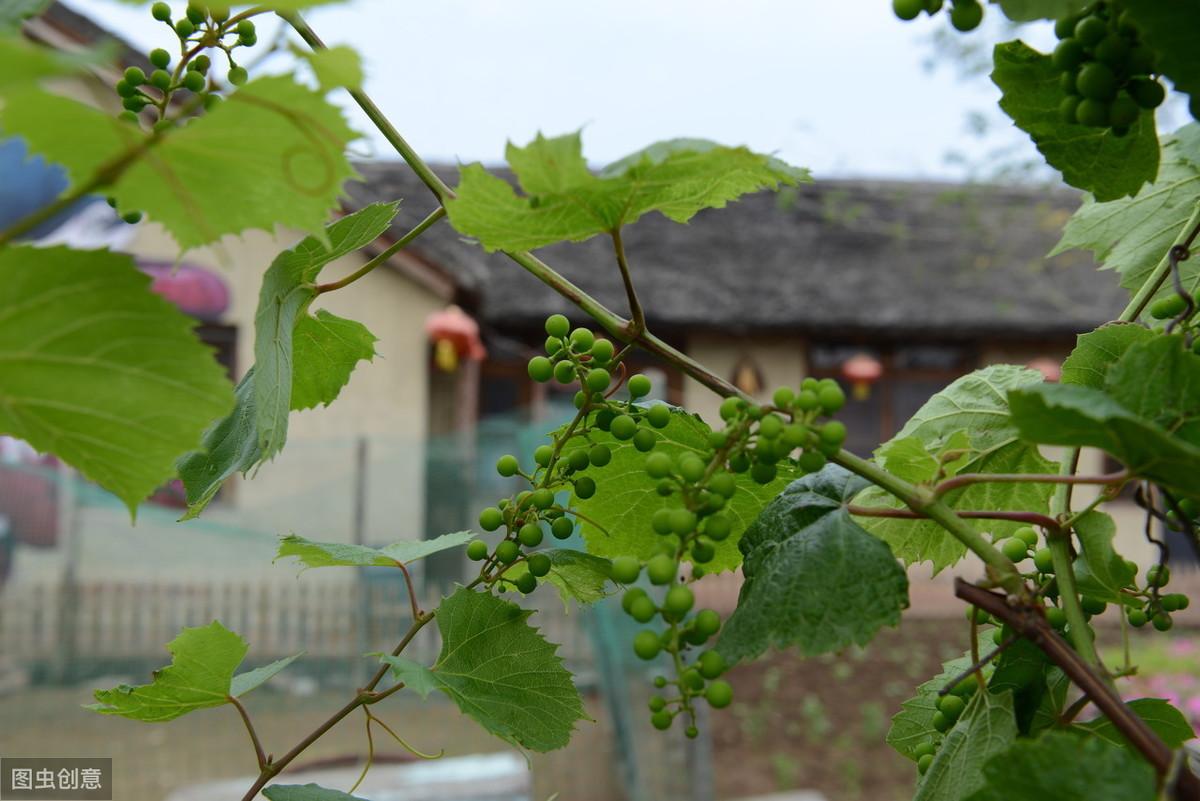 葡萄种植与管理技术_萄葡的种植技术与管理_葡萄种植技术指导