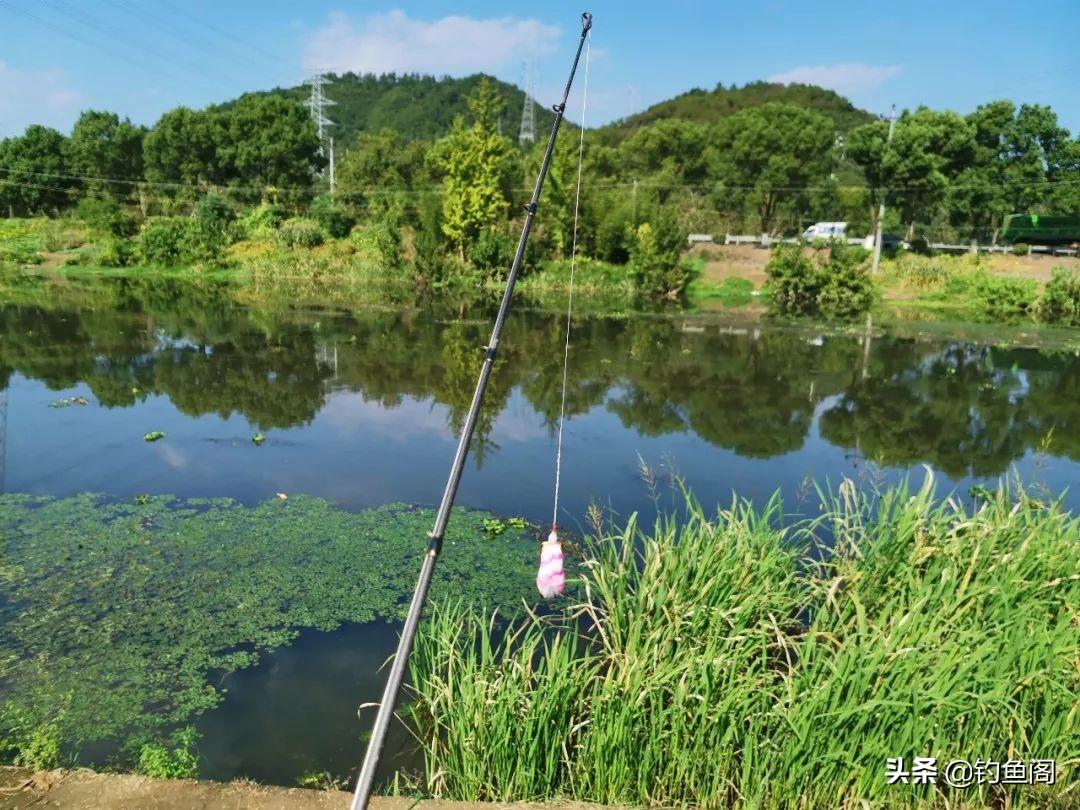 黑鱼水花怎么养殖_养殖水花黑鱼技术要点_黑鱼水花养殖技术