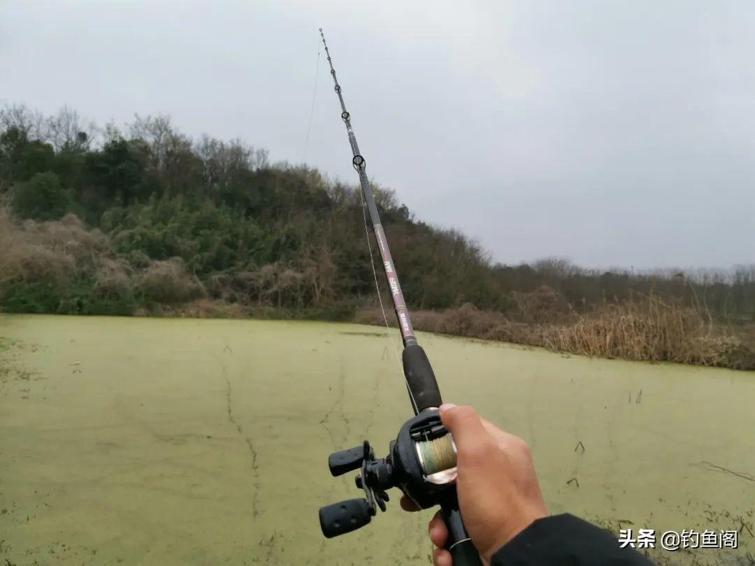 黑鱼水花怎么养殖_养殖水花黑鱼技术要点_黑鱼水花养殖技术