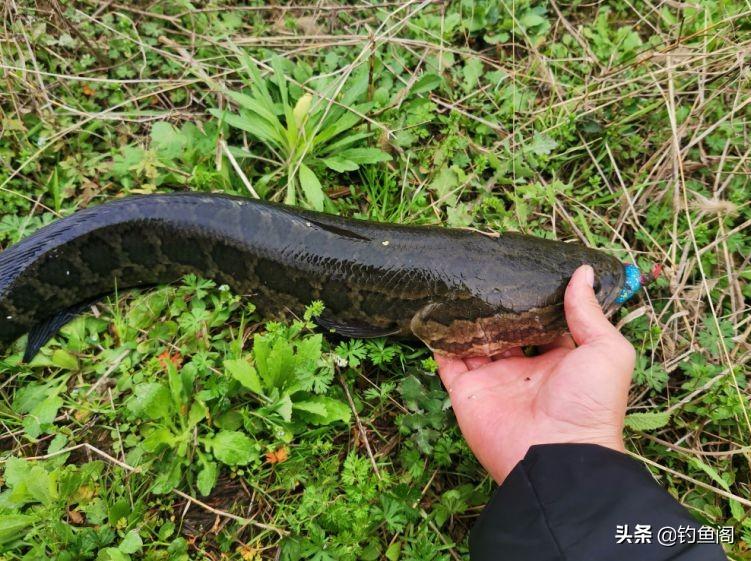 黑鱼水花养殖技术_养殖水花黑鱼技术要点_黑鱼水花怎么养殖