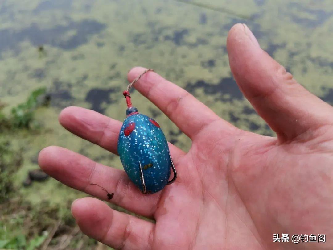 黑鱼水花怎么养殖_养殖水花黑鱼技术要点_黑鱼水花养殖技术