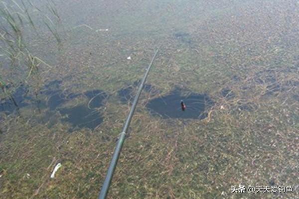 养殖水花黑鱼技术要求_黑鱼水花养殖技术_养殖水花黑鱼技术要点