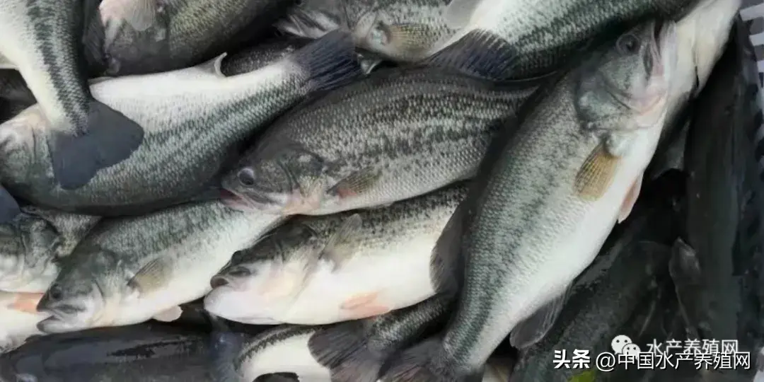 黑鱼水花养殖技术_养殖水花黑鱼技术要点_养殖水花黑鱼技术要求