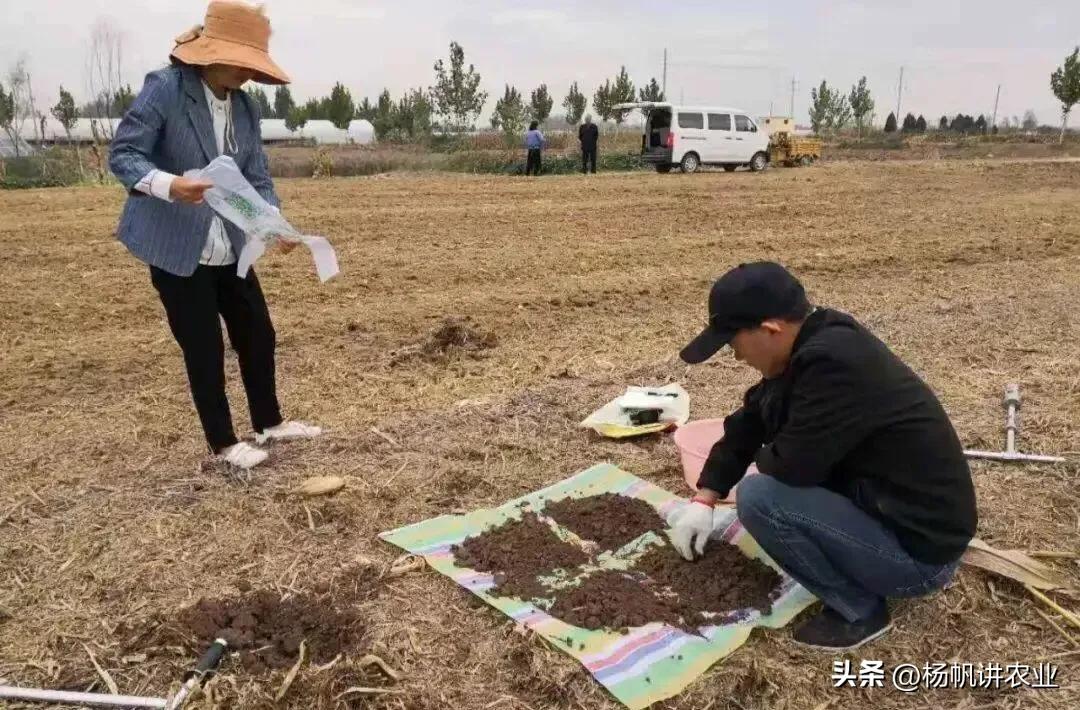 亩产2800斤玉米的种植技巧来了，五个要点管理好可增产1000多斤