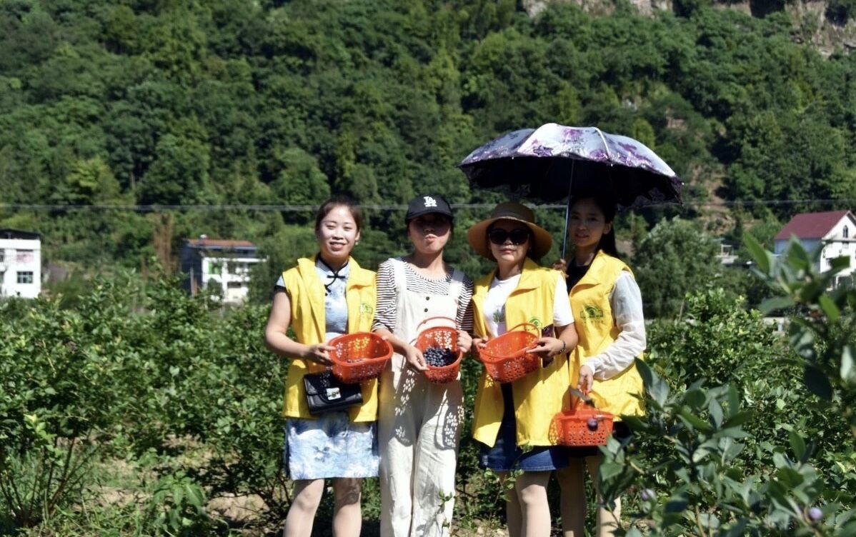 种植蓝莓赚钱吗_小蓝莓种植致富_致富种植蓝莓小程序下载