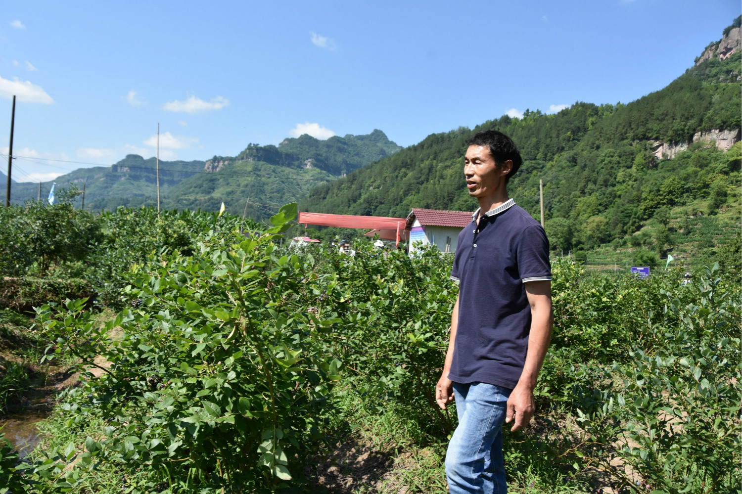 小蓝莓种植致富_种植蓝莓赚钱吗_致富种植蓝莓小程序下载