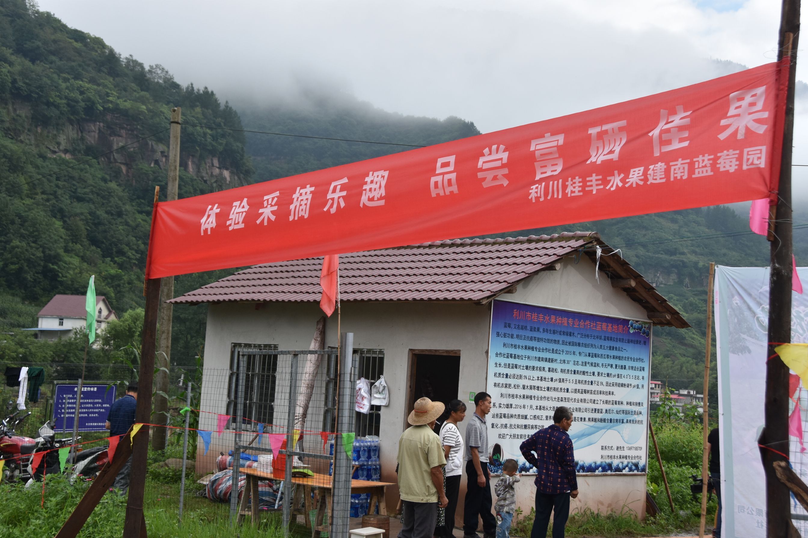 小蓝莓种植致富_种植蓝莓赚钱吗_致富种植蓝莓小程序下载