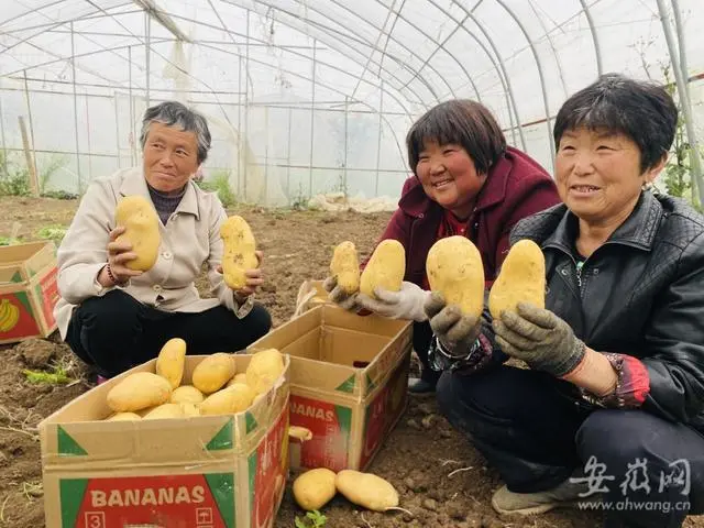 棒菇种植技术视频_蘑菇棒的种植_棒菇的做法大全家常窍门