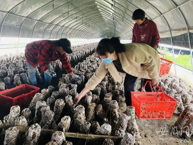 蘑菇棒的种植_棒菇的做法大全家常窍门_棒菇种植技术视频