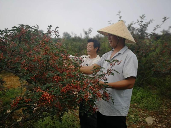 柴胡种植投资及利润_柴胡种植致富项目_致富种植柴胡项目介绍