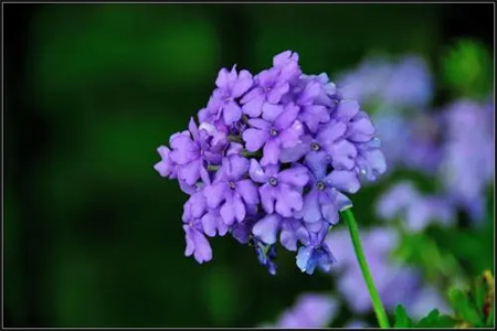 青菜种植(青菜的种植方法和时间)