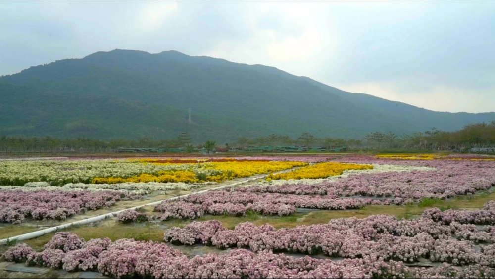 致富菊花种植视频_致富经菊花种植视频_种植菊花致富