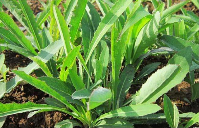 种野菜赚钱：山野菜种植要点和市场前景