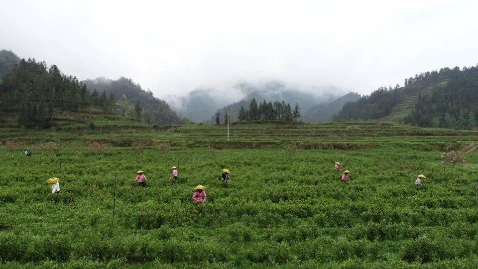 龙山近万群众走上“因茶致富，因茶兴业”的乡村振兴路！