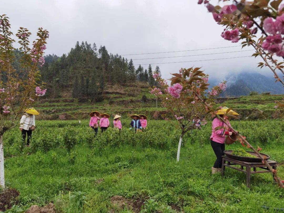 茶叶种植家庭农场_农村种植茶叶项目实施方案范文_农村种植茶叶致富