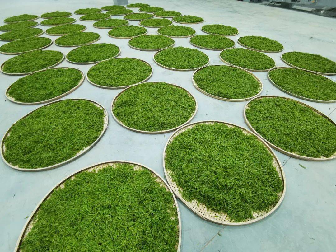 茶叶种植家庭农场_农村种植茶叶致富_农村种植茶叶项目实施方案范文