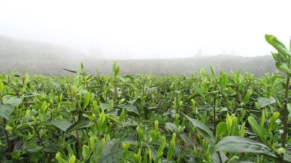 茶叶种植家庭农场_农村种植茶叶致富_农村种植茶叶项目实施方案范文
