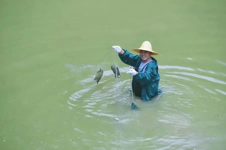 致富经养甲鱼视频播放_致富经养鳖视频_视频致富养鳖是真的吗