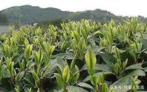 农民放弃种植粮食，种植茶叶发家致富