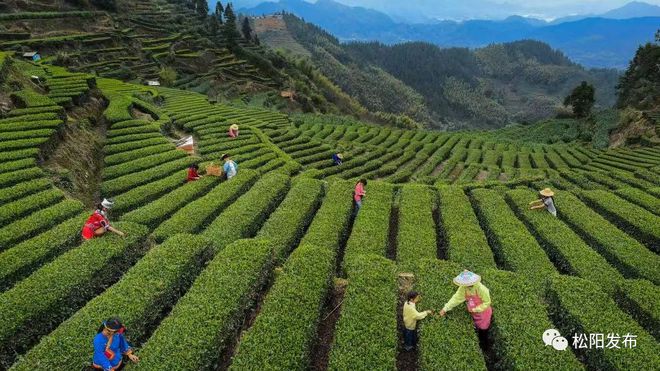 致富茶叶种植农村有补贴吗_农村种植茶叶项目实施方案范文_农村种植茶叶致富