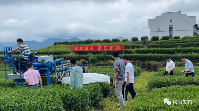 致富茶叶种植农村有补贴吗_农村种植茶叶致富_农村种植茶叶项目实施方案范文