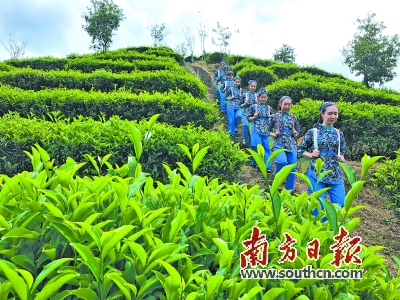 农村种植茶叶致富_茶叶种植家庭农场_农村种植茶叶项目实施方案范文