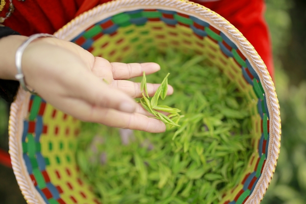 农村种植茶叶赚钱吗_农村种植茶叶致富_农村种植茶叶项目实施方案范文