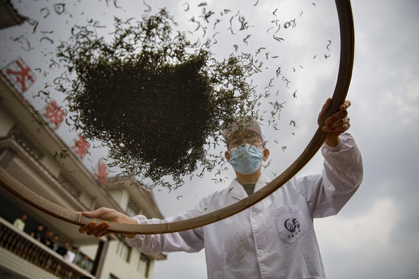 农村种植茶叶项目实施方案范文_农村种植茶叶赚钱吗_农村种植茶叶致富