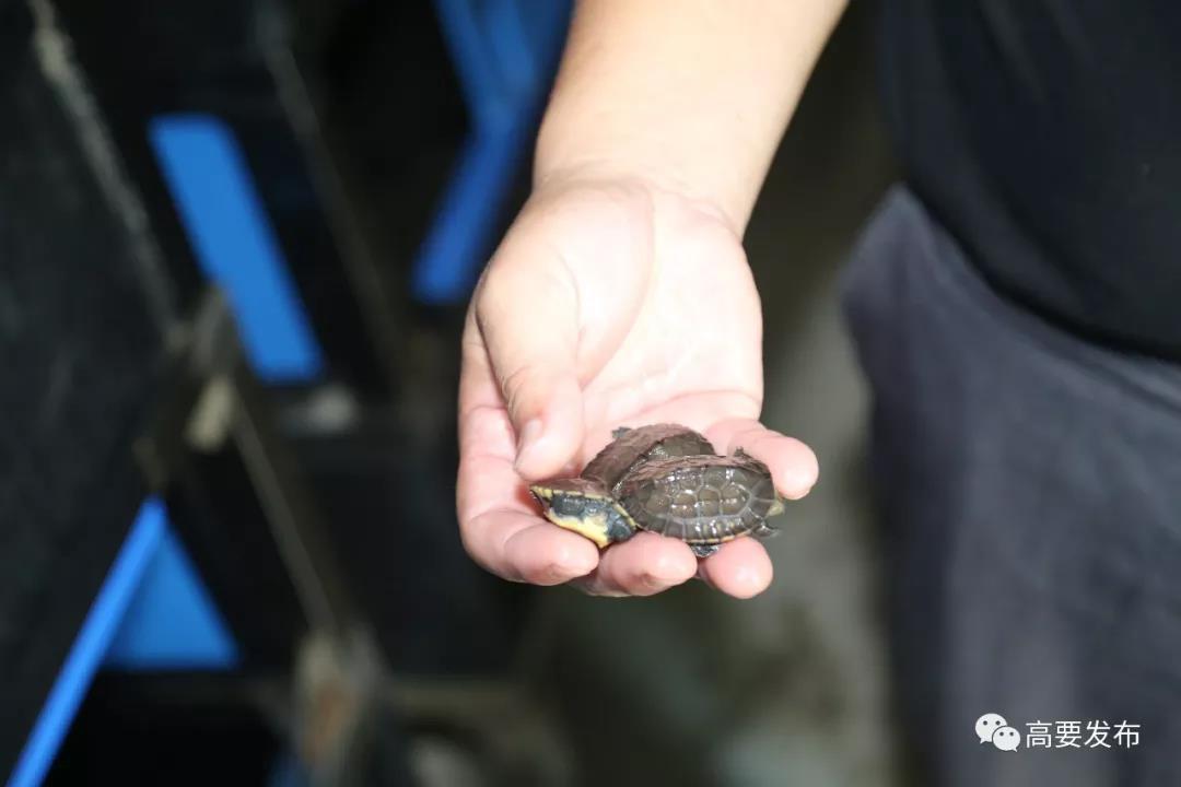 致富经养鳖视频_视频致富养鳖是真的吗_致富经养甲鱼视频全集