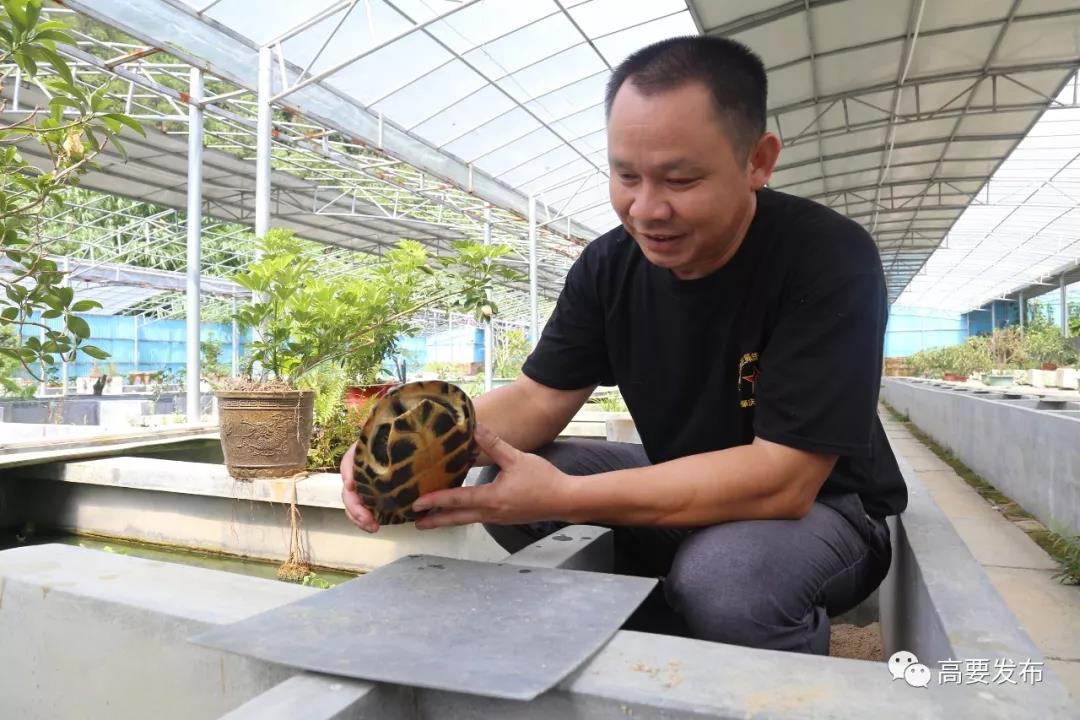 视频致富养鳖是真的吗_致富经养鳖视频_致富经养甲鱼视频全集