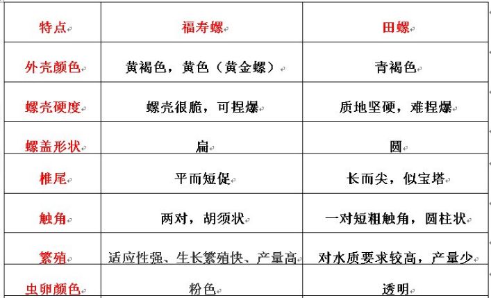 田螺和福寿螺的区分！养殖田螺开始盛行！技术简单风险小