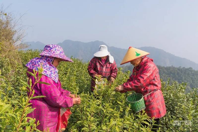 农村种植茶叶致富_致富茶叶种植农村图片大全_农村种植茶叶赚钱吗