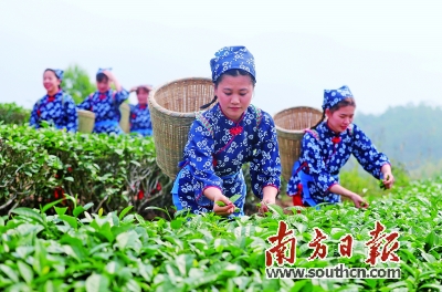 农村种植茶叶致富_农村种植茶叶项目实施方案范文_茶叶种植家庭农场