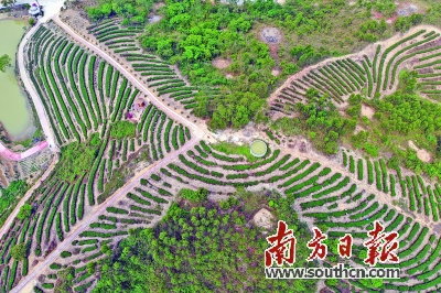 农村种植茶叶致富_茶叶种植家庭农场_农村种植茶叶项目实施方案范文