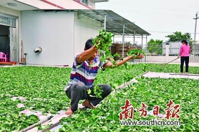 农村种植茶叶致富_茶叶种植家庭农场_农村种植茶叶项目实施方案范文