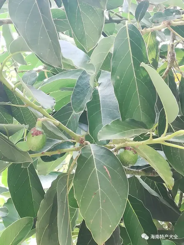 海南西瓜种植致富_海南种西瓜怎么样_海南种西瓜赚钱吗