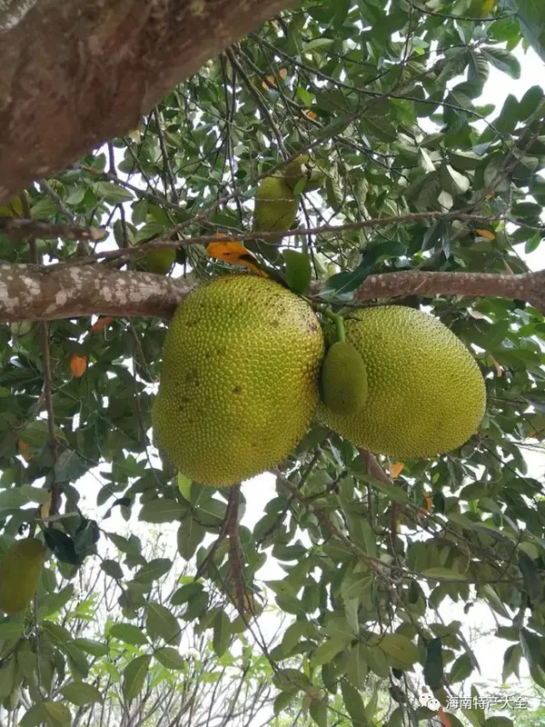 海南种西瓜赚钱吗_海南种西瓜怎么样_海南西瓜种植致富