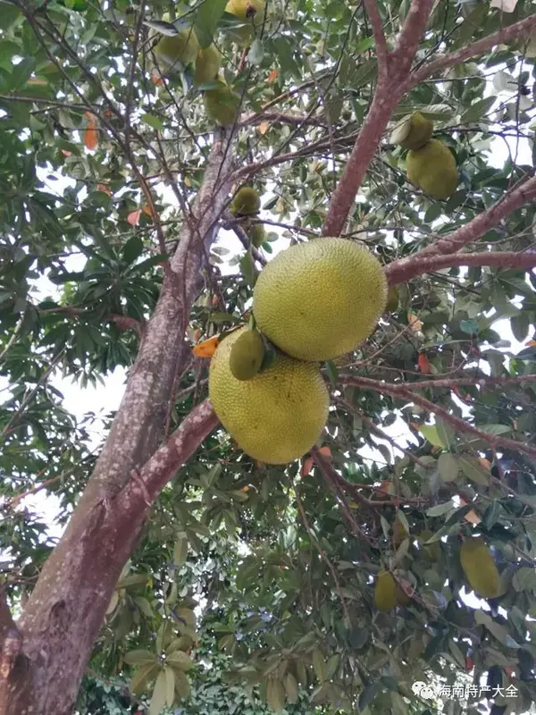 海南西瓜种植致富_海南种西瓜怎么样_海南种西瓜赚钱吗