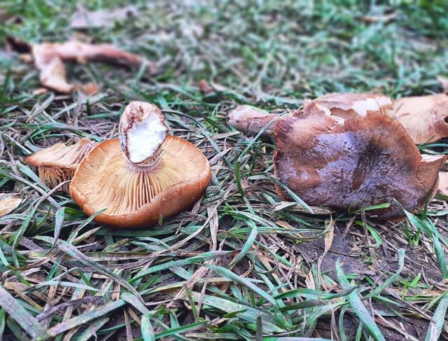 正宗红菇种植技术_正宗种植技术红菇视频_正宗种植技术红菇图片