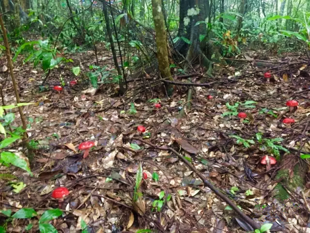 正宗种植技术红菇图片_正宗红菇种植技术_正宗种植技术红菇视频