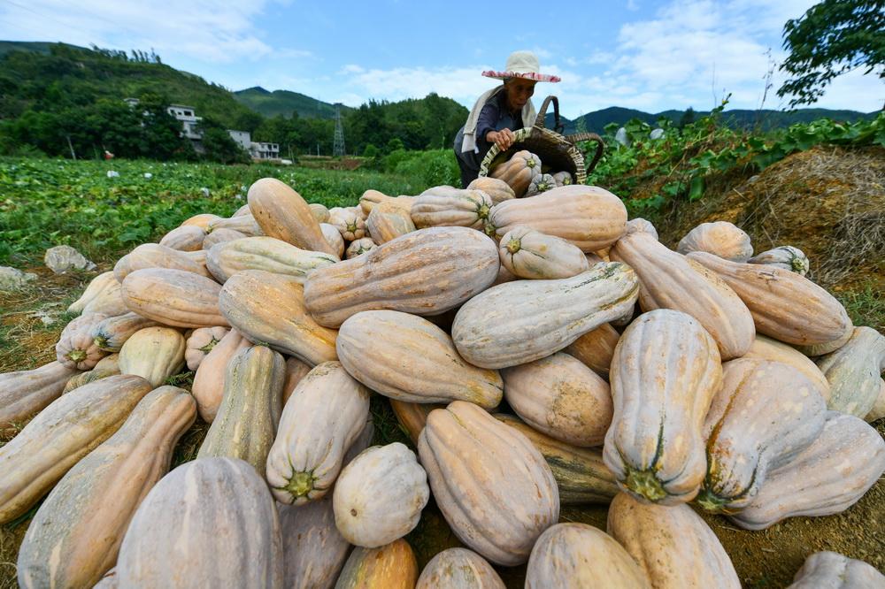 致富经南瓜酱_南瓜酱的制作方法视频_南瓜酱制作过程