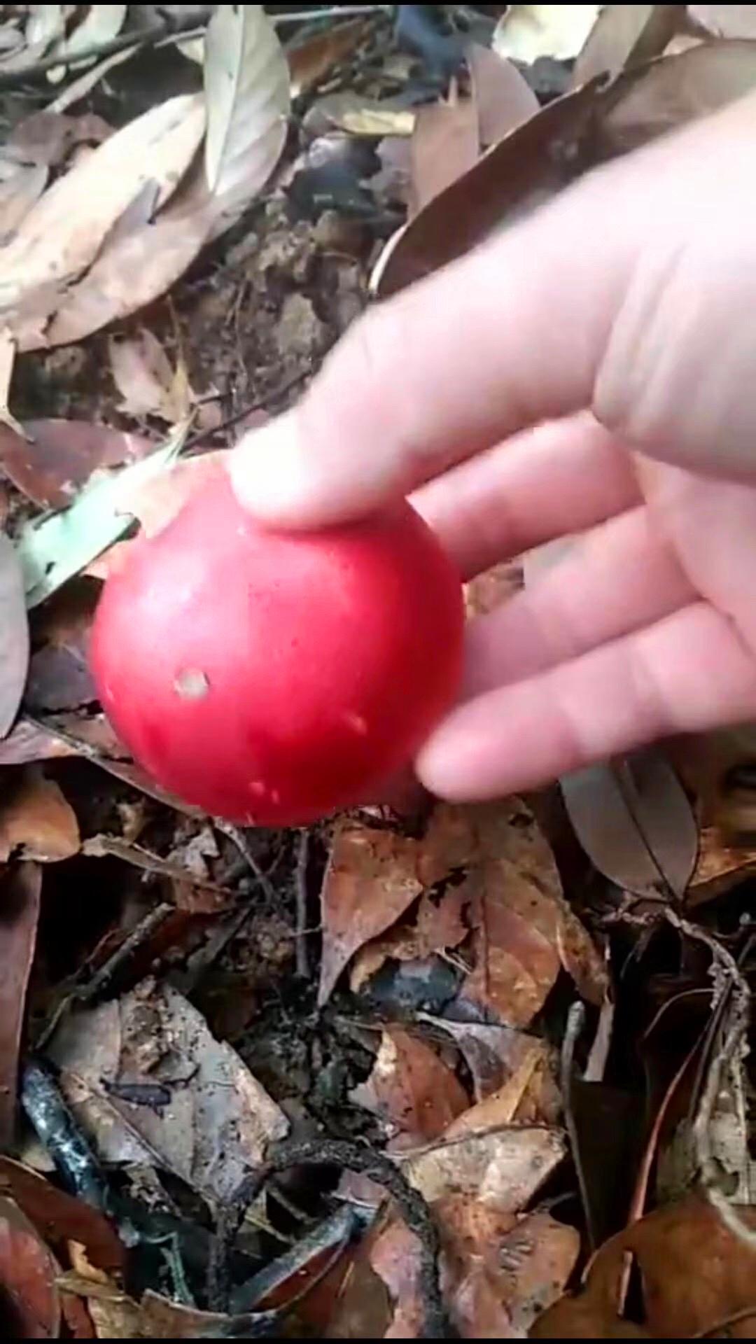 正宗种植技术红菇视频_正宗种植技术红菇图片_正宗红菇种植技术