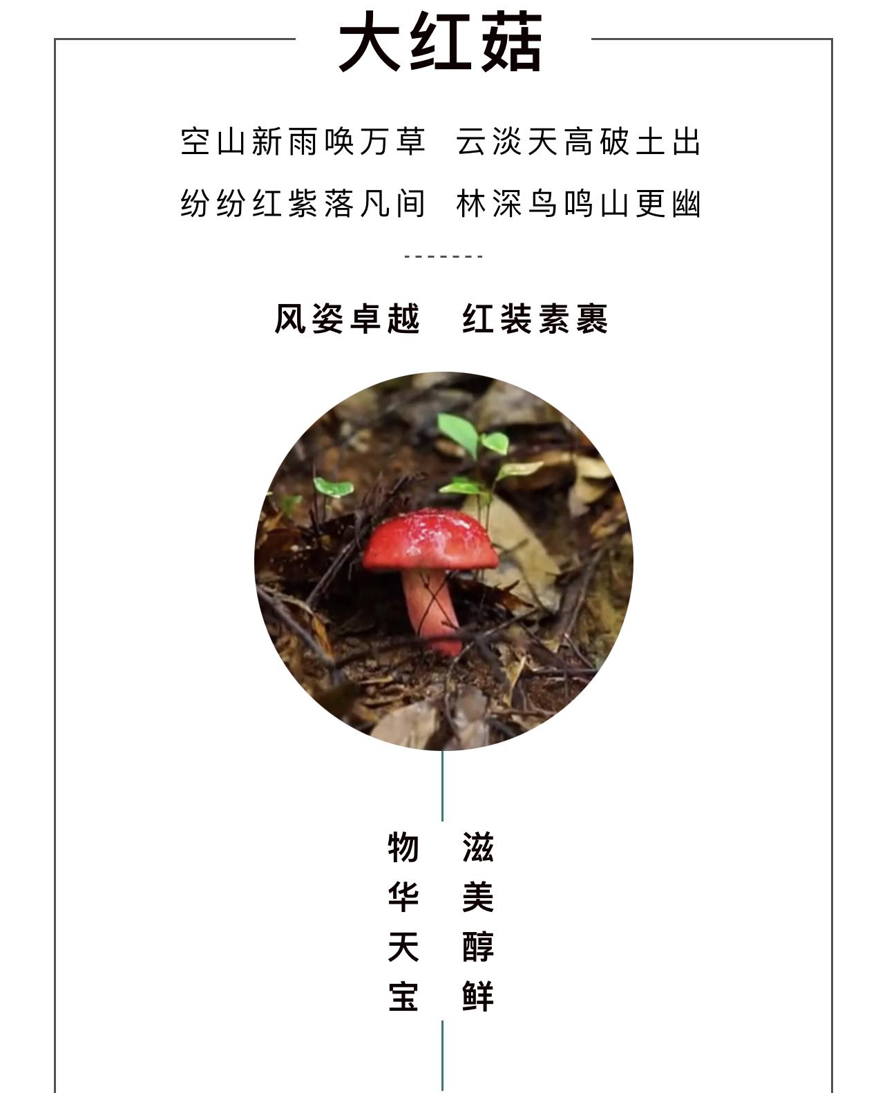 正宗种植技术红菇是什么_正宗红菇种植技术_野生红菇种植技术视频